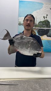 Do my bad jokes Trigger you? #triggerfish #gulffishing #reeffishing | Reed_thefishmonger