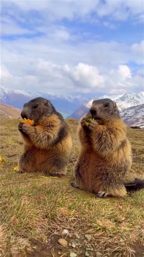Alpine Marmots: Nature’s Foragers of the High Mountains