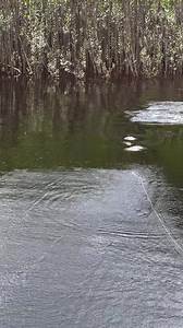 No Rod, No Problem Cortland Line #flyfishing | Cortland Line