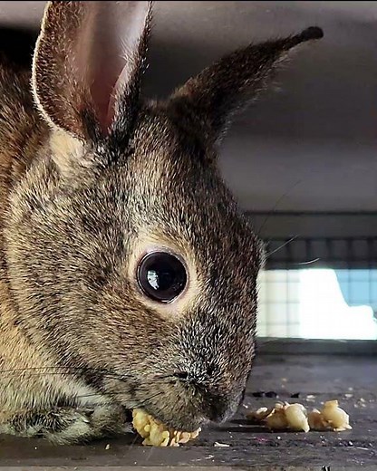 Every Bunny I Know Begs For This #petlover #trending #adorable