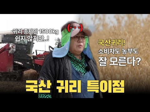 귀리 키우다 보니 알게된 특이한 점..! 국산 파종 현장