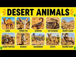 Desert Animals for Kids 🌵 | Amazing Desert Animal Facts! 🐪🦊🐍