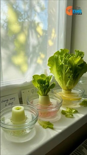 Lettuce base regrows completely in water #gardening #amazing #shorts