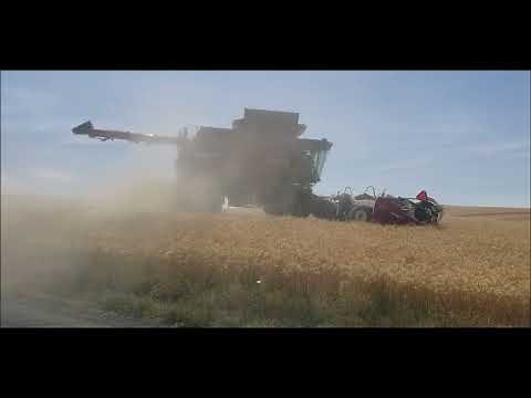 Wheat Harvest in the Palouse, 7-30-2025
