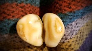 How many ivories are in an Elk’s mouth? An elk has only 2 ivories, situated forward in its upper jaw, an elk has no upper front teeth. The ivories are where the canine teeth are and are left over from their ancient ancestors who had tusks where the ivory teeth are today. Modern elk, when threatened, will snarl and expose their ivories, which was probably more impressive when they were elongated tusks. Elk have other teeth, but they are made of enamel and resemble the teeth of other herbivores. E