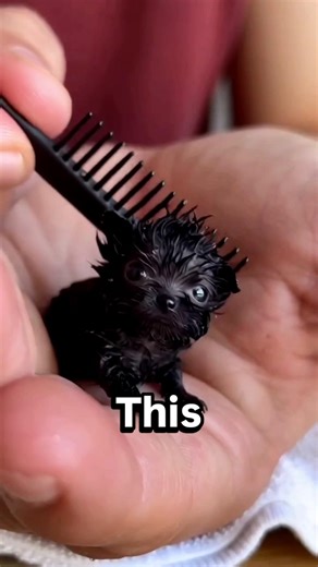 This Is One of the Smallest Dogs in the World