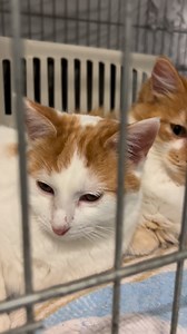 Adopter un chaton craintif, c'est ouvrir la porte à une aventure unique et gratifiante. Ces petites créatures, souvent marquées par des expériences difficiles, possèdent un potentiel incroyable pour l'amour et la complicité. En leur offrant un foyer aimant, vous devenez leur héros. Chaque regard timide que vous croisez est une invitation à la patience et à la compréhension. Imaginez le bonheur que vous ressentirez lorsque ces petits êtres, au départ méfiants, commenceront à s'ouvrir à vous, à ex