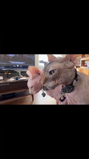 Nova & Scout Sphynx | Keeping an Eye on Recovering Hooman ❤️‍🩹😻😻