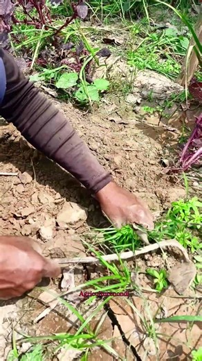 Weeding like a machine 🌱 #shorts