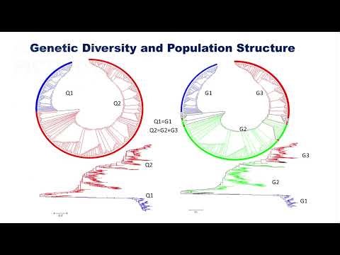 Genome and GWAS analyses for soybean cyst nematode resistance in USDA common bean germplasm