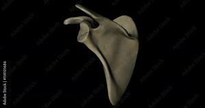 Animation of a scapula or shoulder blade bone of human skeleton gyrating 360 degree in 4K format
