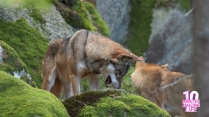 Eurasian wolf standing on moss covered rocks