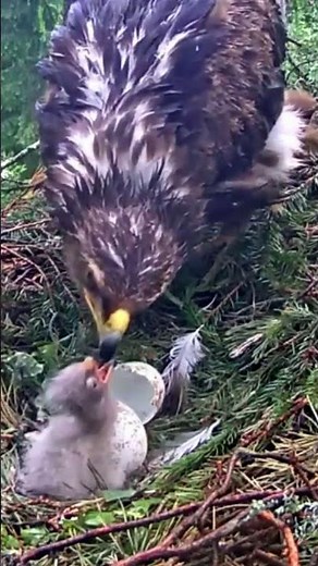 ep#1543- Review parent birds brings food to feed their babies | Birds nest daily life #birdslover