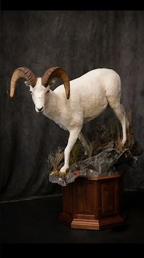 Dall Sheep Mount in Motion!