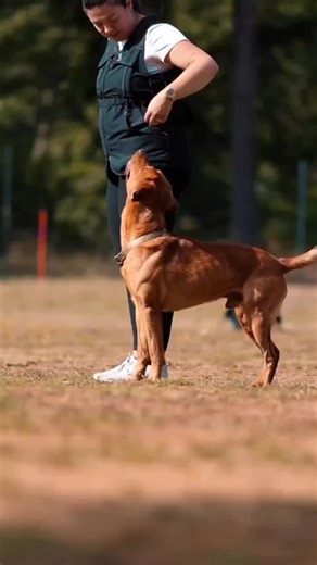 106 reactions |  No matter what you’re training – the IQ Dogsport...