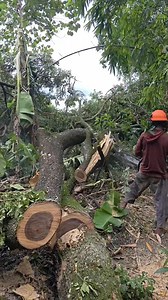 299K views · 1.1K reactions | Lumberjack skills | Suprapto | Facebook