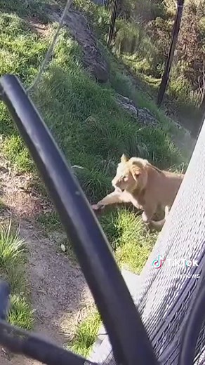 Five Lions Escape Zoo Enclosure - CCTV Footage Revealed