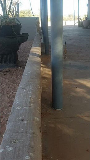 Kalahari Trails Meerkat Sanctuary #kalahari #meerkat #kalahari trails