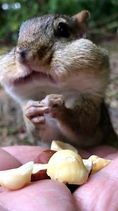 Was not expecting this chipmunk to fit that many nuts in it's mouth 🐿🤣 | Furry Tails