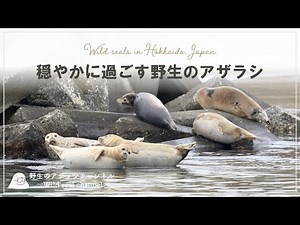 【野生のアザラシ】 穏やかに過ごす野生のアザラシ （Wild seal / Hokkaido, Japan）
