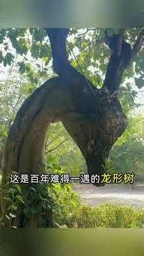 A roundup of 15 unusual trees around the world, each with its own unique secrets #trees #science ...