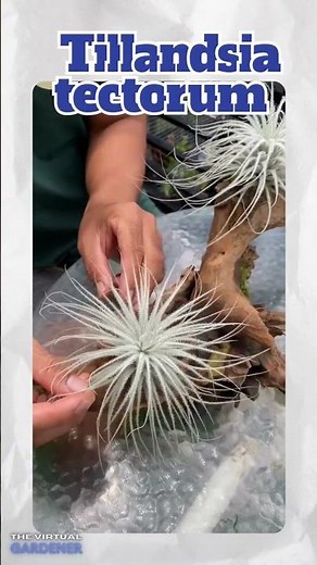 5 Weird & Wonderful Air Plants You’ve Never Seen 🌱✨