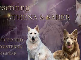 Kc,health tested,straight back german shepherd - £1,500