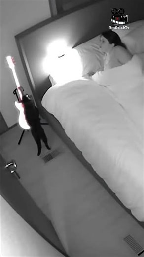 Paranormal Cat-tivity! 👻 Cat Walks into Bedroom and Starts Screaming! 😱 #viralvideo #trending #funny