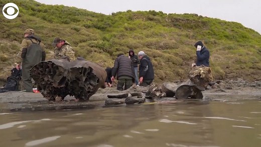MAMMOTH FIND: Russian paleontologists are working to retrieve a mammoth skeleton that was discovered in a lake in Siberia, Russia. | CBS Newspath