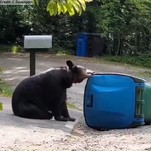 A mama bear tries her best to break into this bear-proof trash can. See how well the can did here: https://bit.ly/3Ip6vqU | WLOS ABC 13