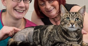 Life on three legs: helping your pet recover from amputation