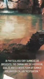 Today’s video by Maxene and Shania. Cuvier's Dwarf Caiman [Paleosuchus Palpebrosus] Habitat: Swamps, Mangroves, and Flooded Savannahs Height: 4.6ft Weight: 13-16 lbs Average Lifespan: 30 - 40 Years Gestation Period: 90 days Conservation Status: Least Concern -Caimans are armor-plated, which means that parts of their bodies are covered in bony plates or scales, overlaid with horn. These are called “scutes.” -The temperature in the nest determines the sex of baby caimans. -There are calcium rivets