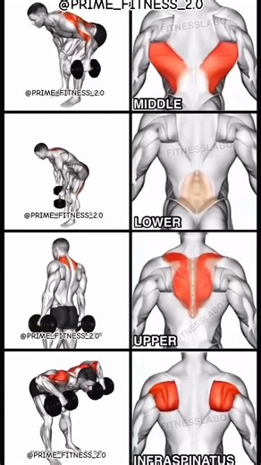 #trend 3d model exercise for back best workout 21 days chalange your back #back