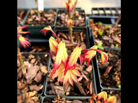 How to Graft a Japanese Maple