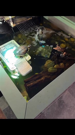 Rate My Dive #SplashTheeTurtle #Splash #Turtle #Dive #ForYou #RateMe #FYP #Animals #PetLovers #Score #Olympics | Splash thee Turtle