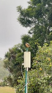 Why Is This Bird Sitting WAY Up There?! 🐦‍⬛👀
