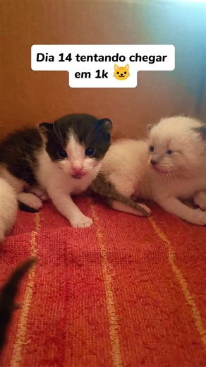 Dia 14… agora eu vou conseguir 😳🐱