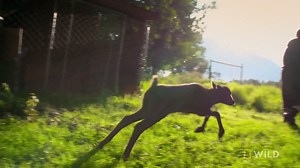 Howie brings a baby fern out into the yard for a morning romp around in the sunshine. | National Geographic Animals