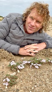 Pelargonium sibthorpiifolium Is one of South Africa’s rarest Pelargoniums species adapted to grow in the harshest of conditions. In order to survive the desert all of its branches lie underground, which is a few degrees cooler under the sand. It emerges only during winter before completely disappearing underground in summer. Its underground growth habit also protect it from the full force of sand blasting desert winds. #flower #plants #fynbos #capetown #southafrica #flowerstagram #pelargonium #r