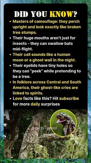 The Ghost Bird With the Most Terrifying Secrets