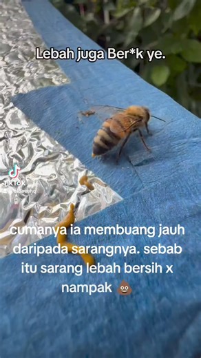 Petnah nampak lebah poop?? | OLD BEE