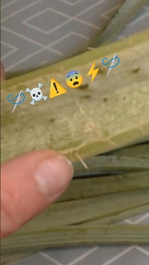The secret to easily peeling CARDONS? 5 minutes in a pressure cooker! (Forgotten Vegetable) 🤯