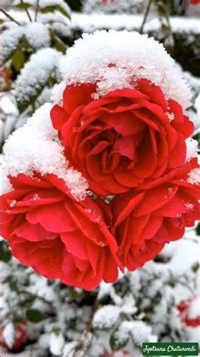 “Timeless beauty, born to bloom.” #rose #redrose #roses