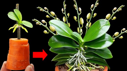 14K views · 148 reactions | US Europe DIY How to Multiply Orchids Using Carrots Fast! | Garden Craft | Facebook