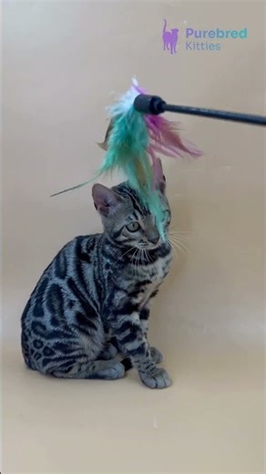 Meet Alice: Bengal Kitten, Brown Spotted Tabby | Elegant, Playful, & Loving 😻💚 #BengalKitten