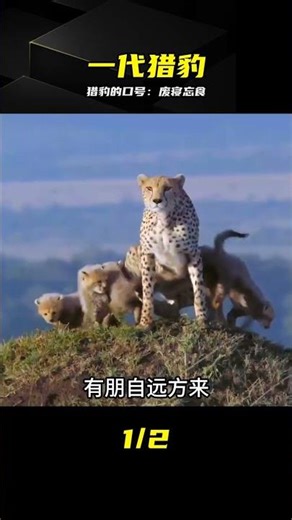 Every generation has its own cheetah: they really go all out for food! #cheetah, hyena, generatio...