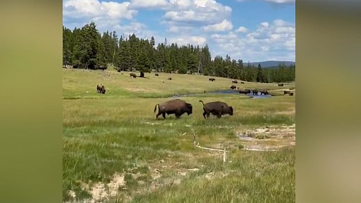 Woman trips running away from charging bison, plays dead to avoid attack