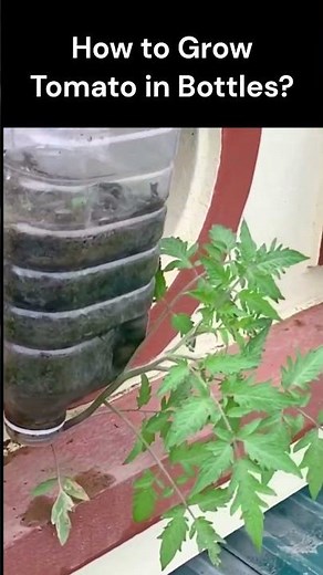 How to grow Tomatoes at home | Full Training from seed to harvest | 5 Kg in 1 plant