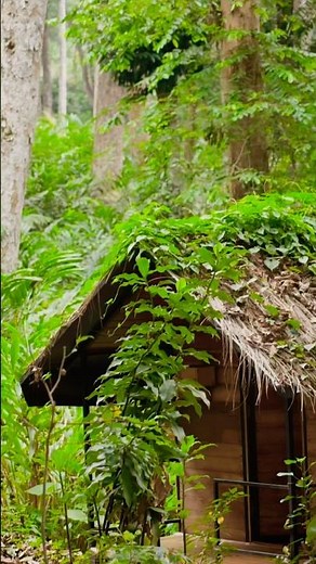 Forest Resort life in Wayanad| Wild wibes