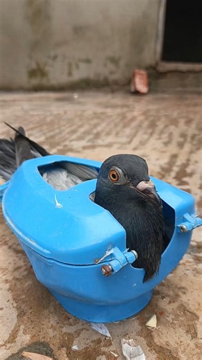 kalapati treatment garlic 🧄 #pigeon #birds #kalapati #kabutar